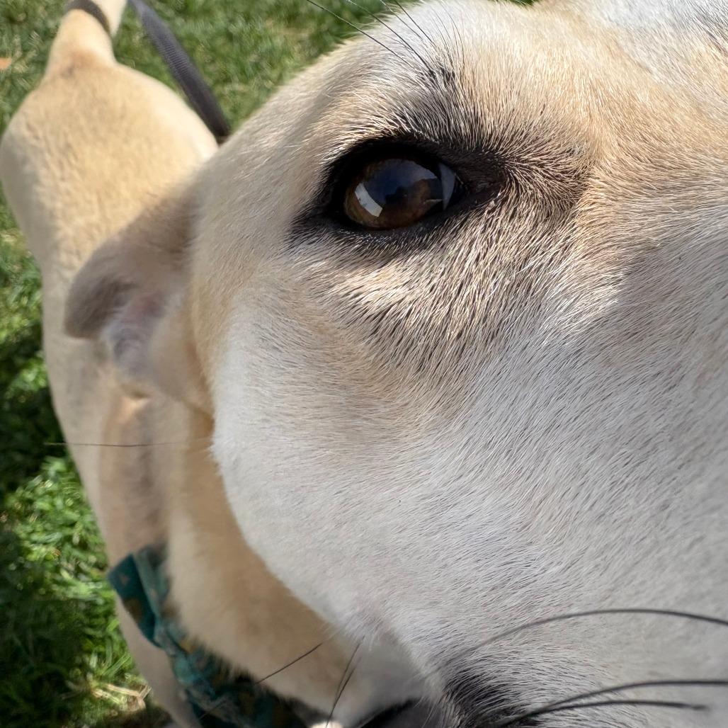 Enlarge Jake, a Adoptable Mixed Breed in Winston Salem, NC image 4/6