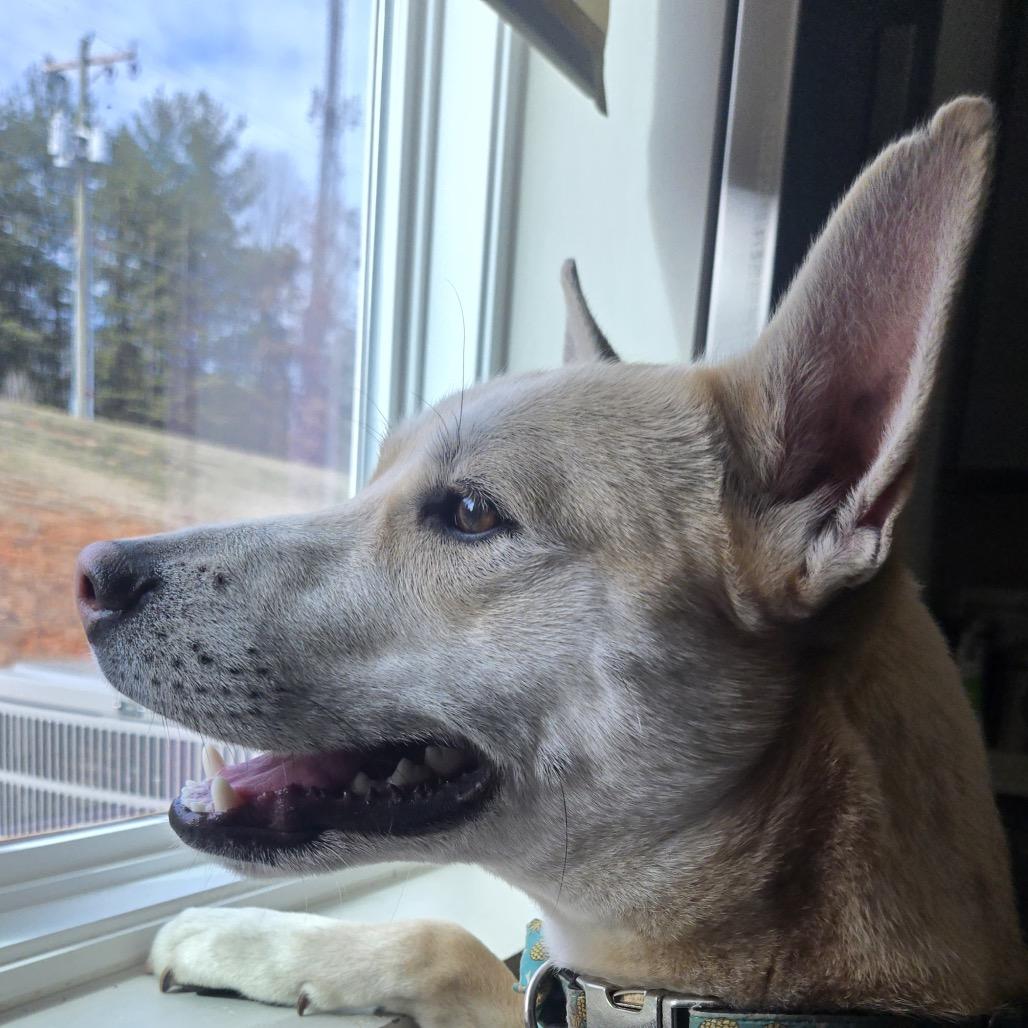 Enlarge Jake, a Adoptable Mixed Breed in Winston Salem, NC image 5/6