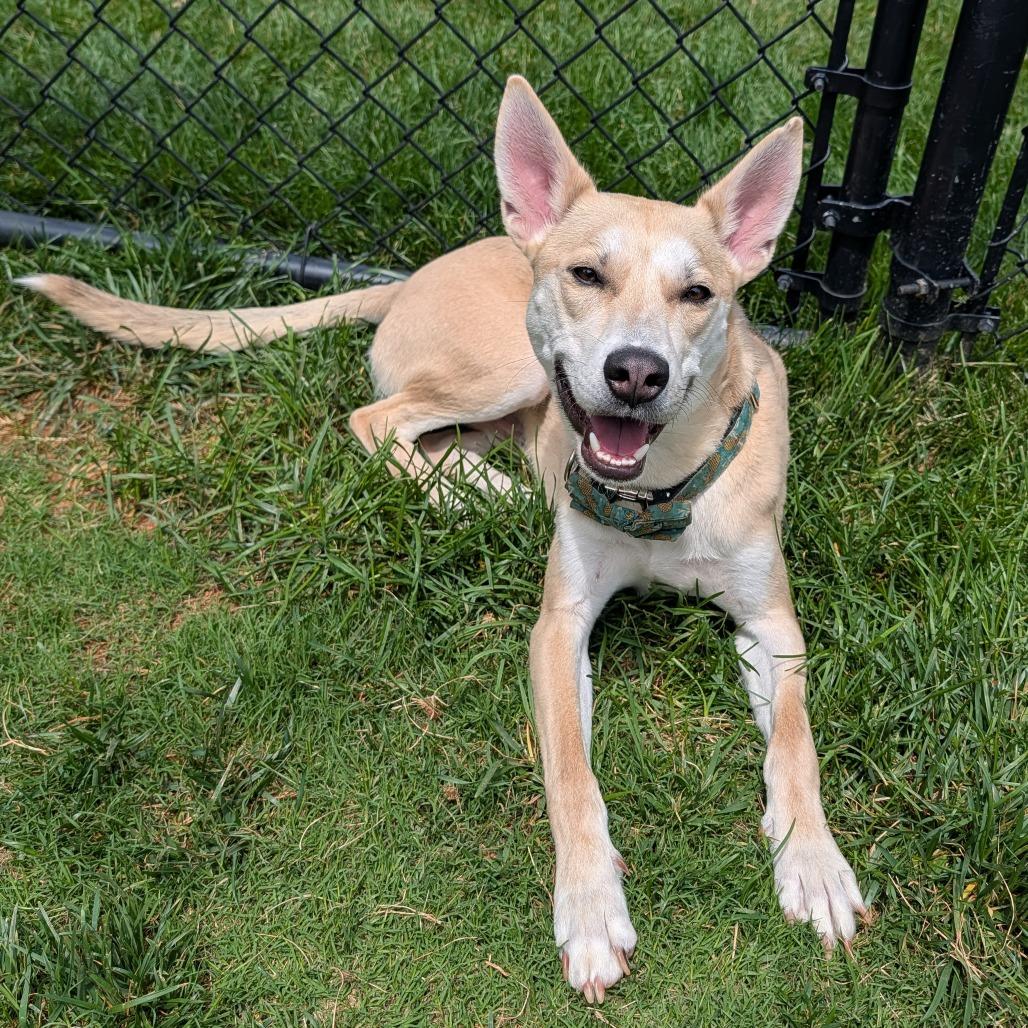 Jake, a Adoptable Mixed Breed in Winston Salem, NC image 5/6