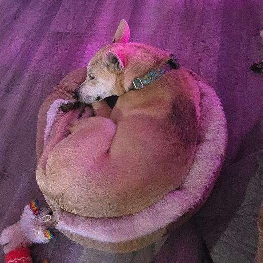 Enlarge Jake, a Adoptable Mixed Breed in Winston Salem, NC image 6/6