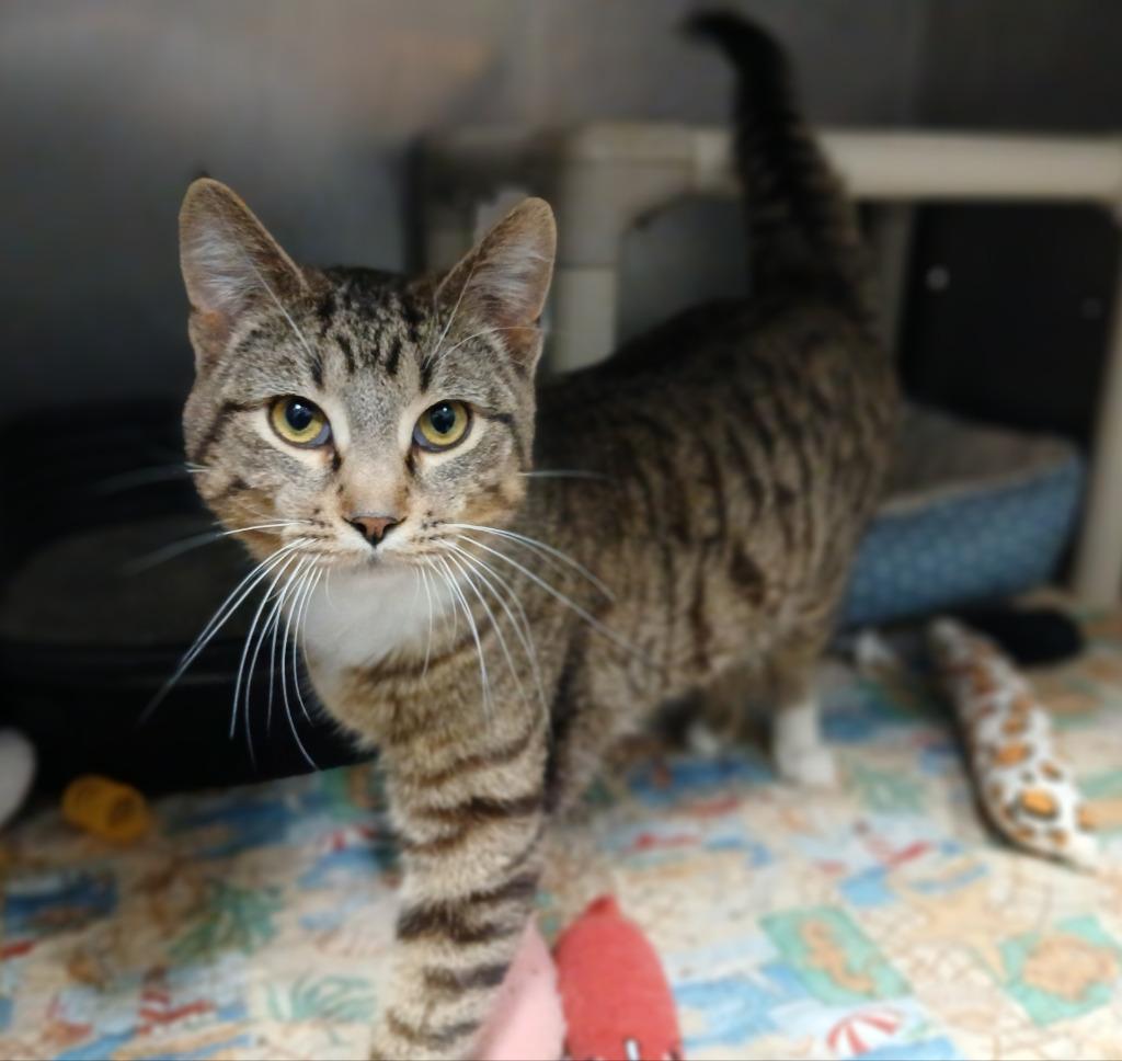 Valentino, Adoptable, Young Male Domestic Short Hair.