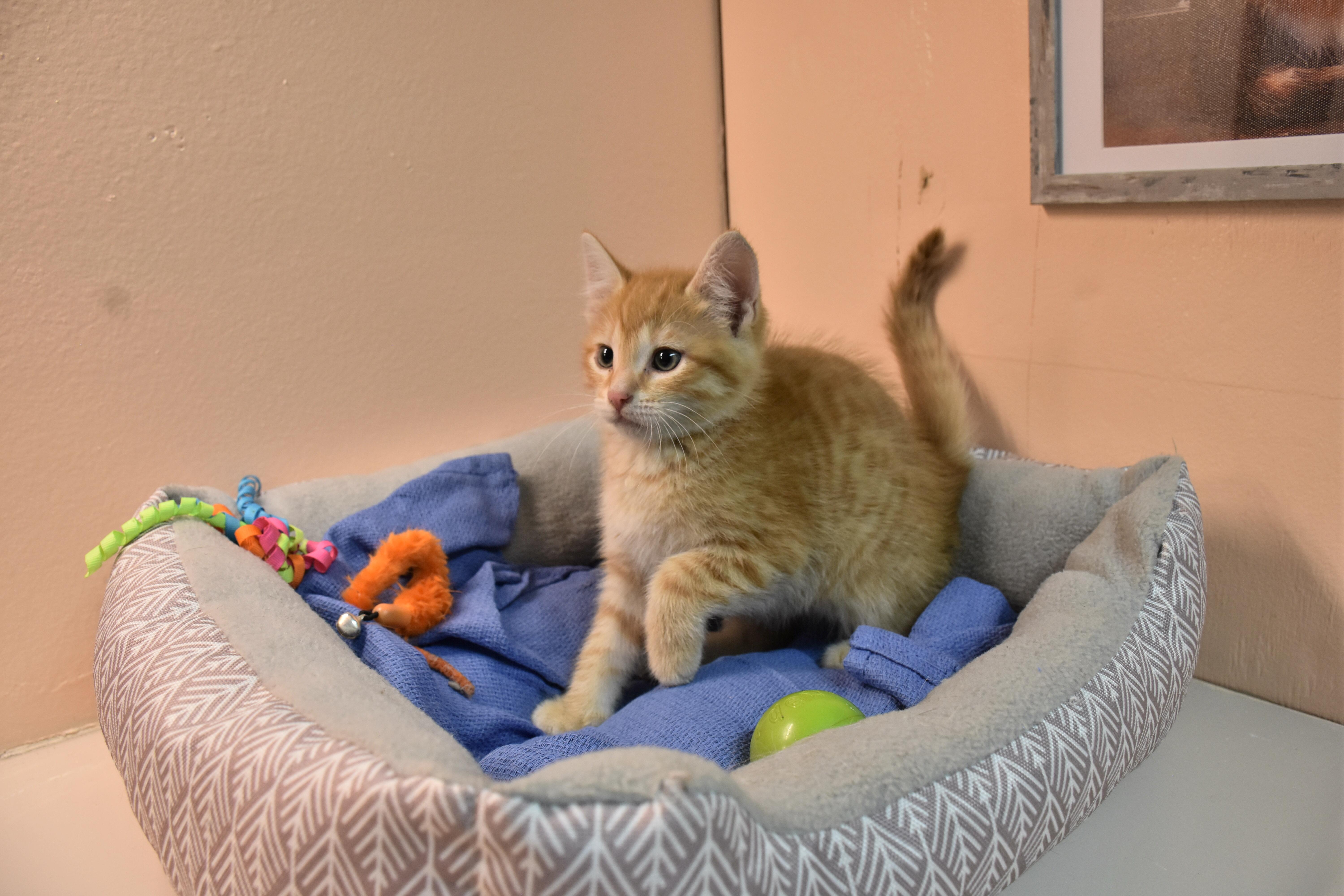 Enlarge Mango, a ADOPTABLE Domestic Short Hair in North Judson, IN image 1/1