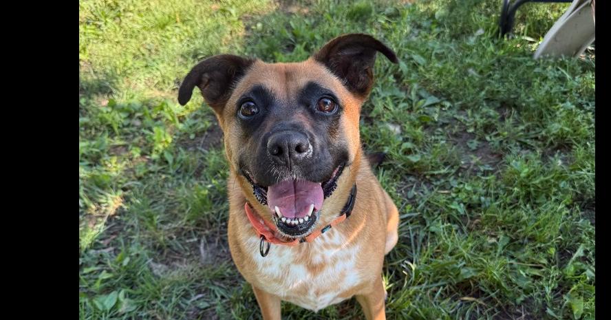 Cami, Adoptable, Adult Female Australian Cattle Dog / Blue Heeler & Boxer.