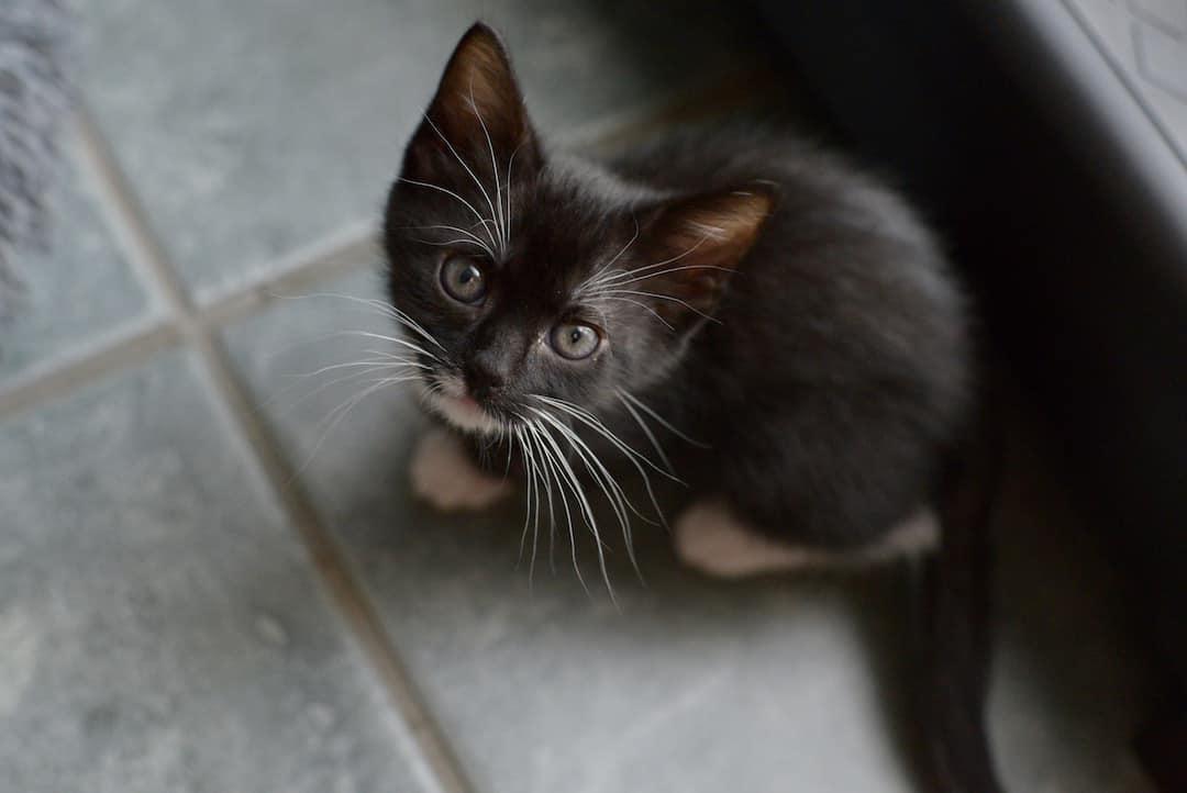 Enlarge Alina, a Adopted Domestic Short Hair in Alvin, TX image 2/6