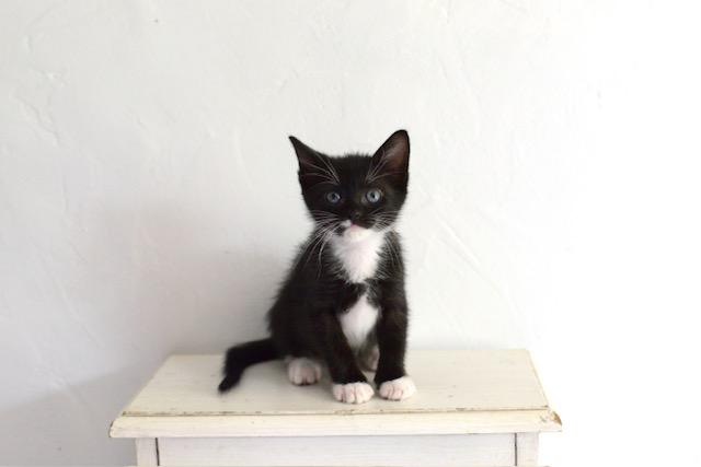 Enlarge Alina, a Adopted Domestic Short Hair in Alvin, TX image 3/6