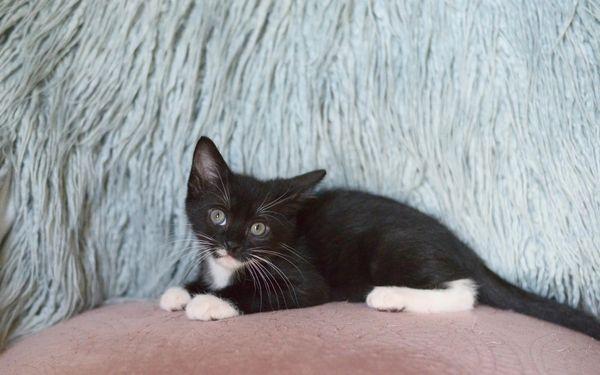 Enlarge Alina, a Adopted Domestic Short Hair in Alvin, TX image 4/6