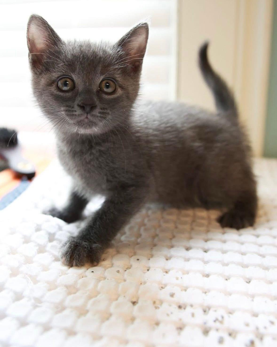 Ernie, adopted, Kitten Male Domestic Short Hair.