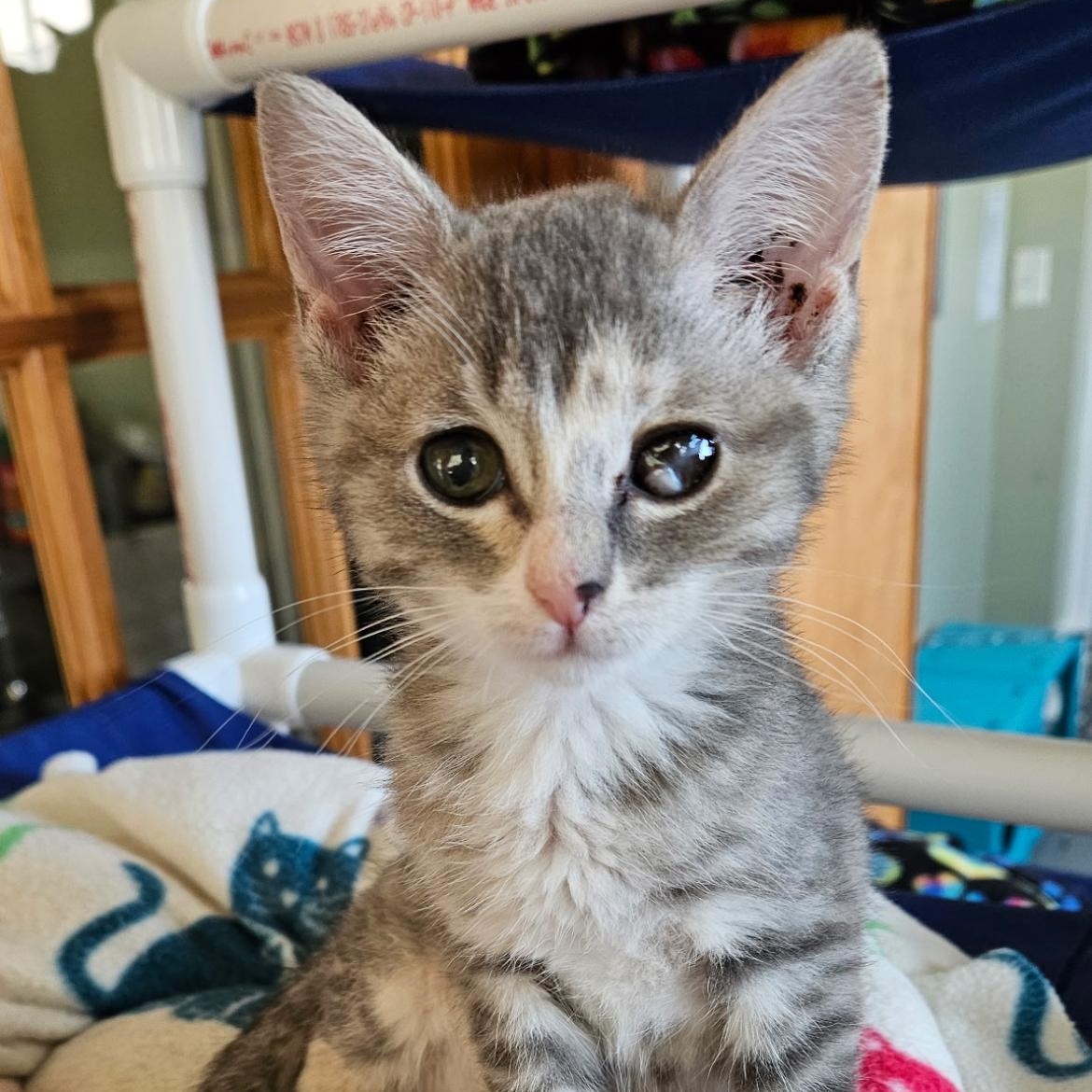Tova, Adoptable, Kitten Female Domestic Short Hair.