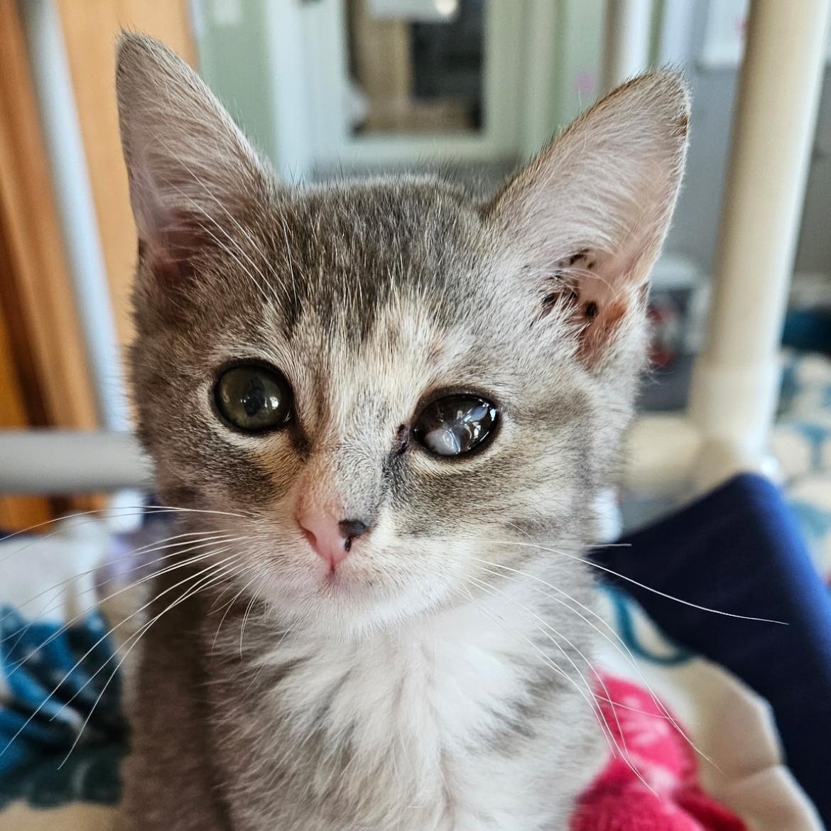 Tova, an adopted Domestic Short Hair in Brockport, NY image 3/6