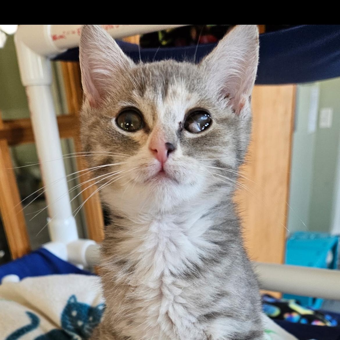 Tova, an adopted Domestic Short Hair in Brockport, NY image 4/6