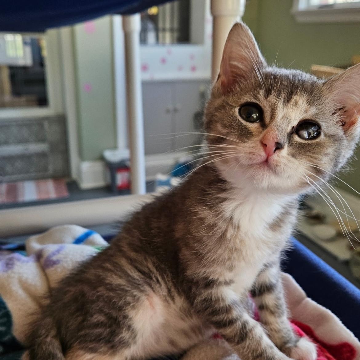 Tova, an adopted Domestic Short Hair in Brockport, NY image 5/6