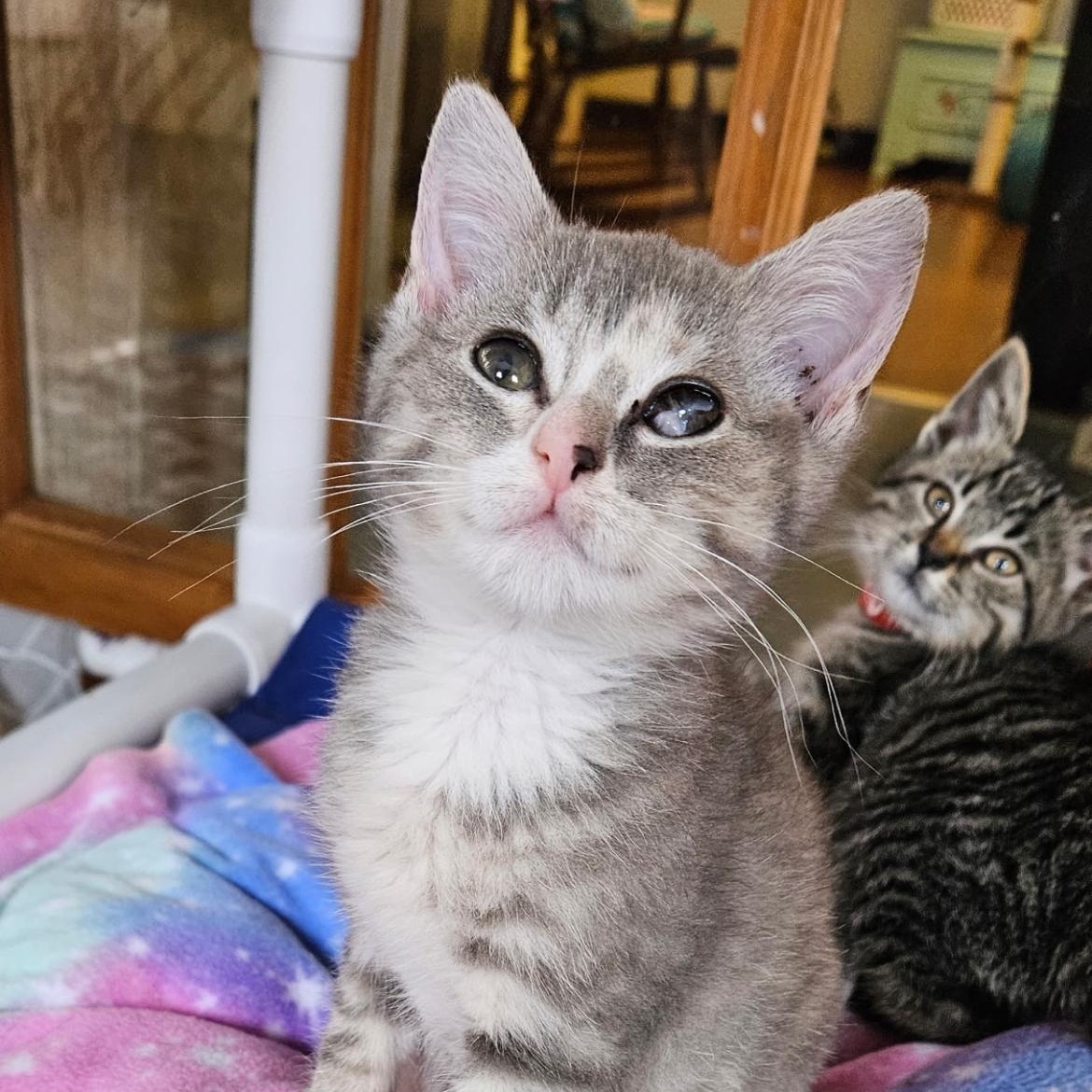 Tova, an adopted Domestic Short Hair in Brockport, NY image 6/6