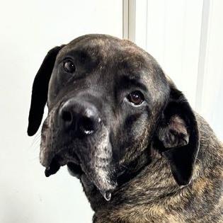 Enlarge Vivien, a Adoptable Mastiff in Auburn, NE image 1/4
