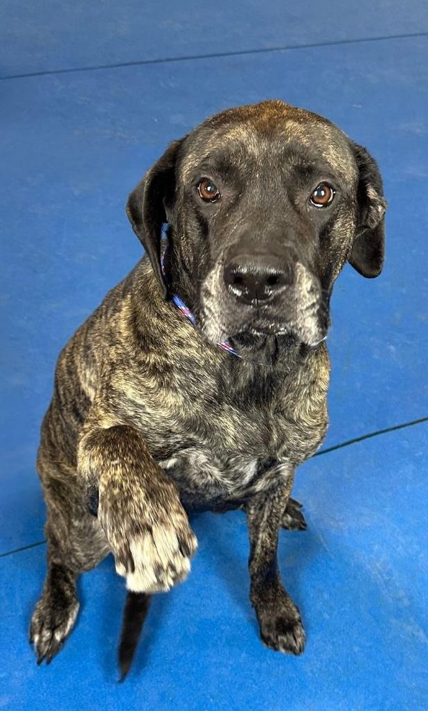 Enlarge Vivien, a Adoptable Mastiff in Auburn, NE image 2/4