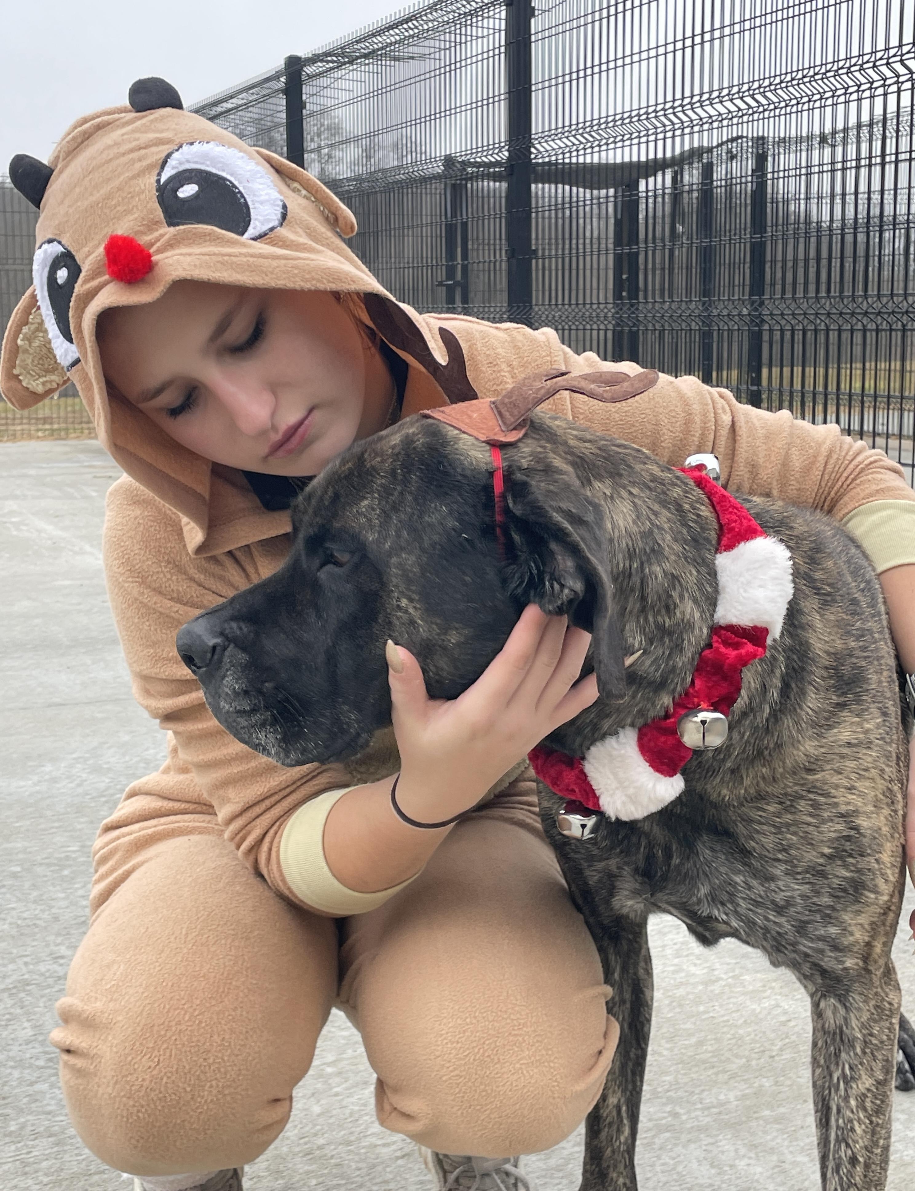 Enlarge Vivien, a Adoptable Mastiff in Auburn, NE image 3/4