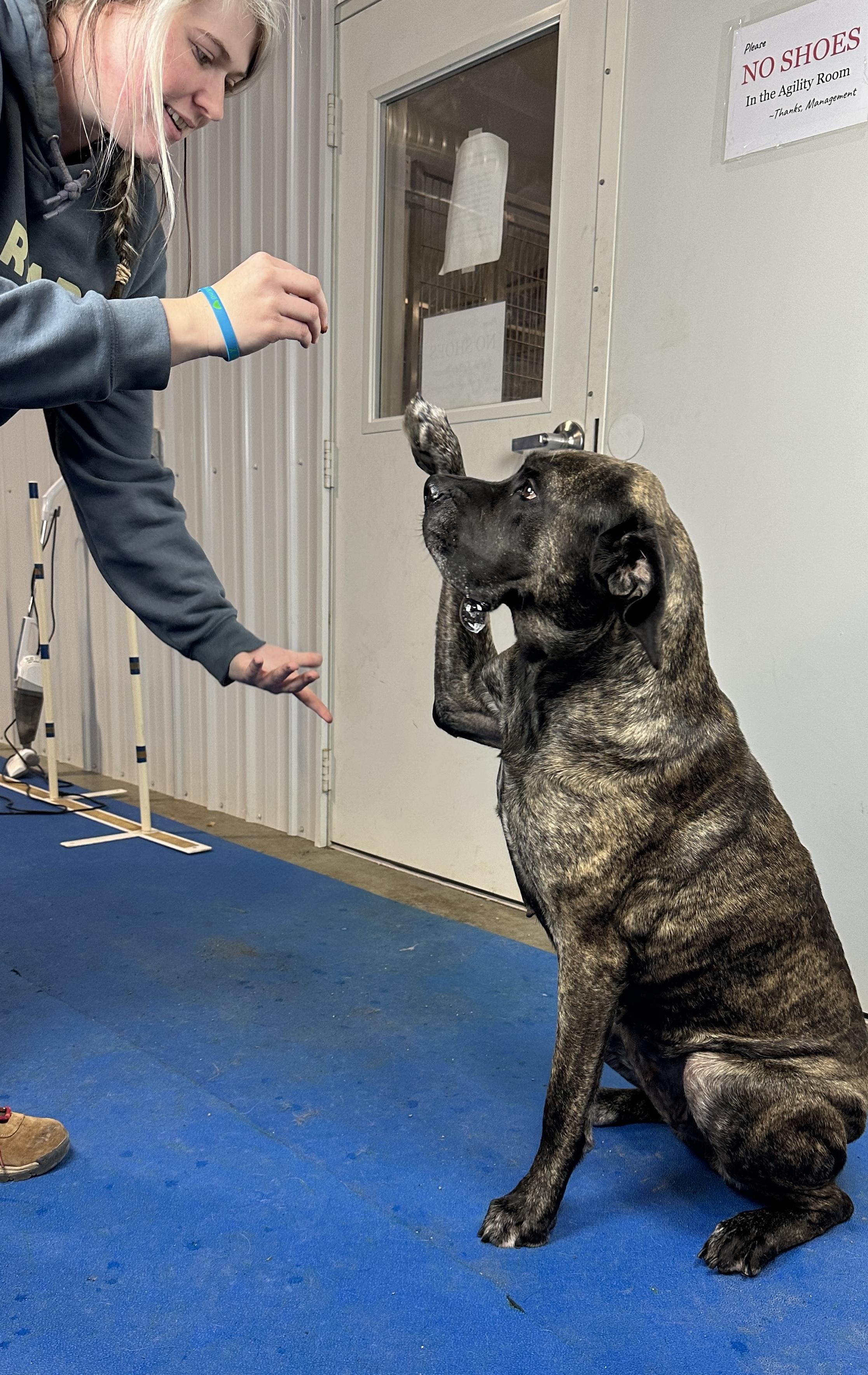 Enlarge Vivien, a Adoptable Mastiff in Auburn, NE image 4/4