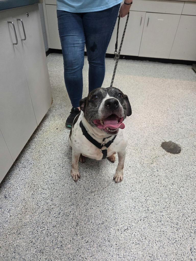 Enlarge Cooper, a Adoptable mixed breed in Livingston, LA image 1/2