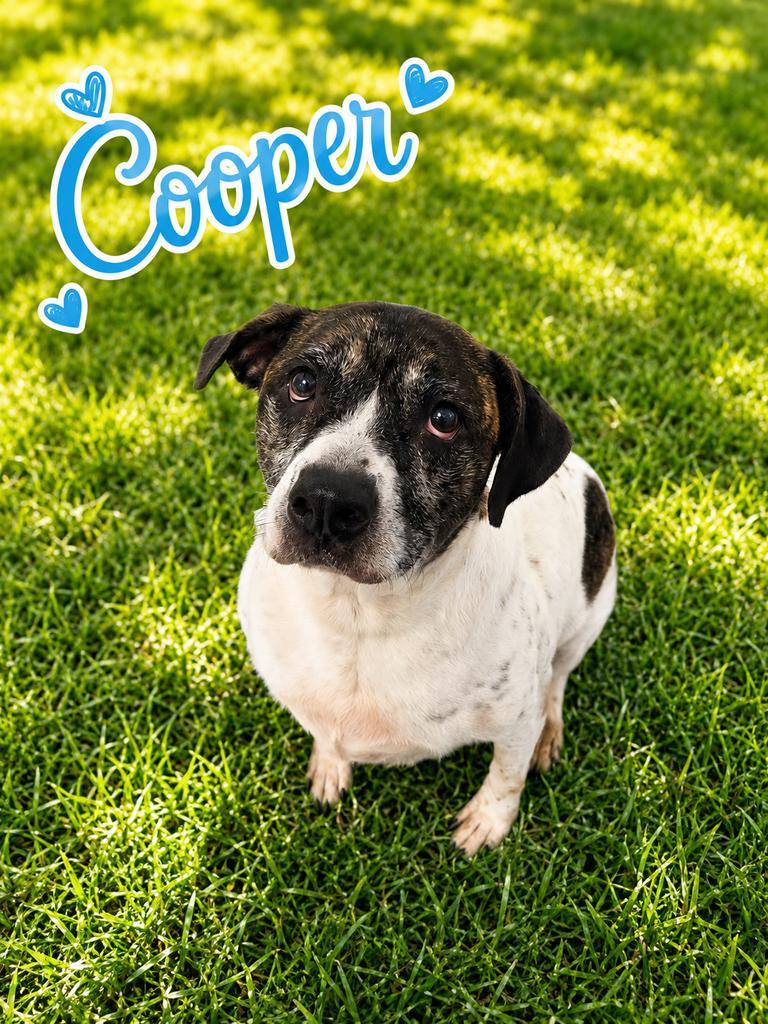Enlarge Cooper, a Adoptable mixed breed in Livingston, LA image 2/2