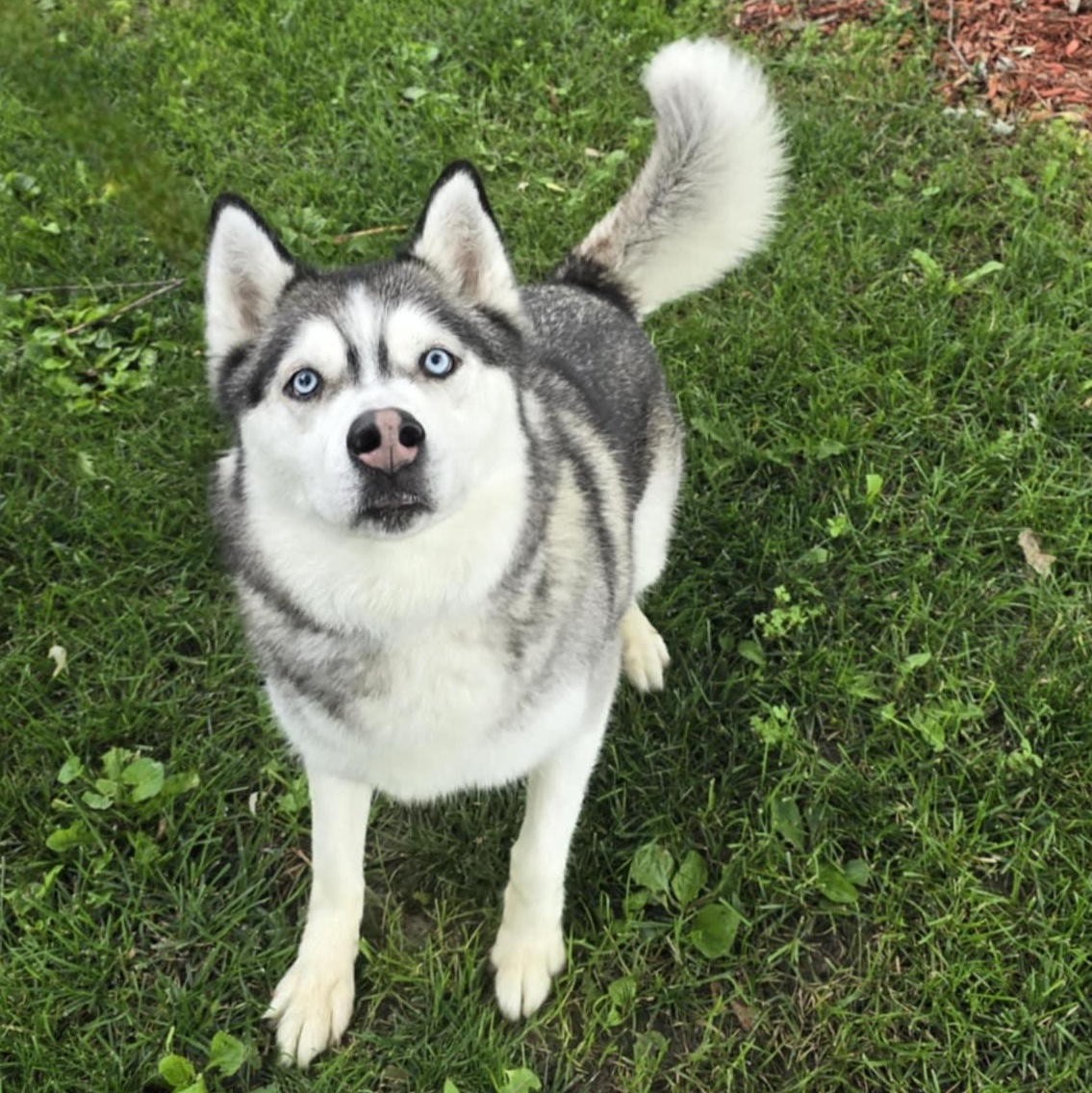Lobo