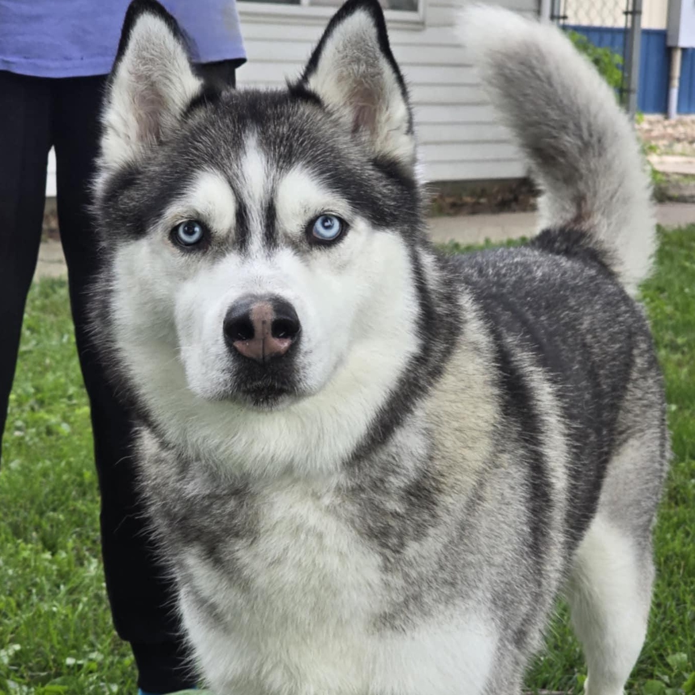 Lobo
