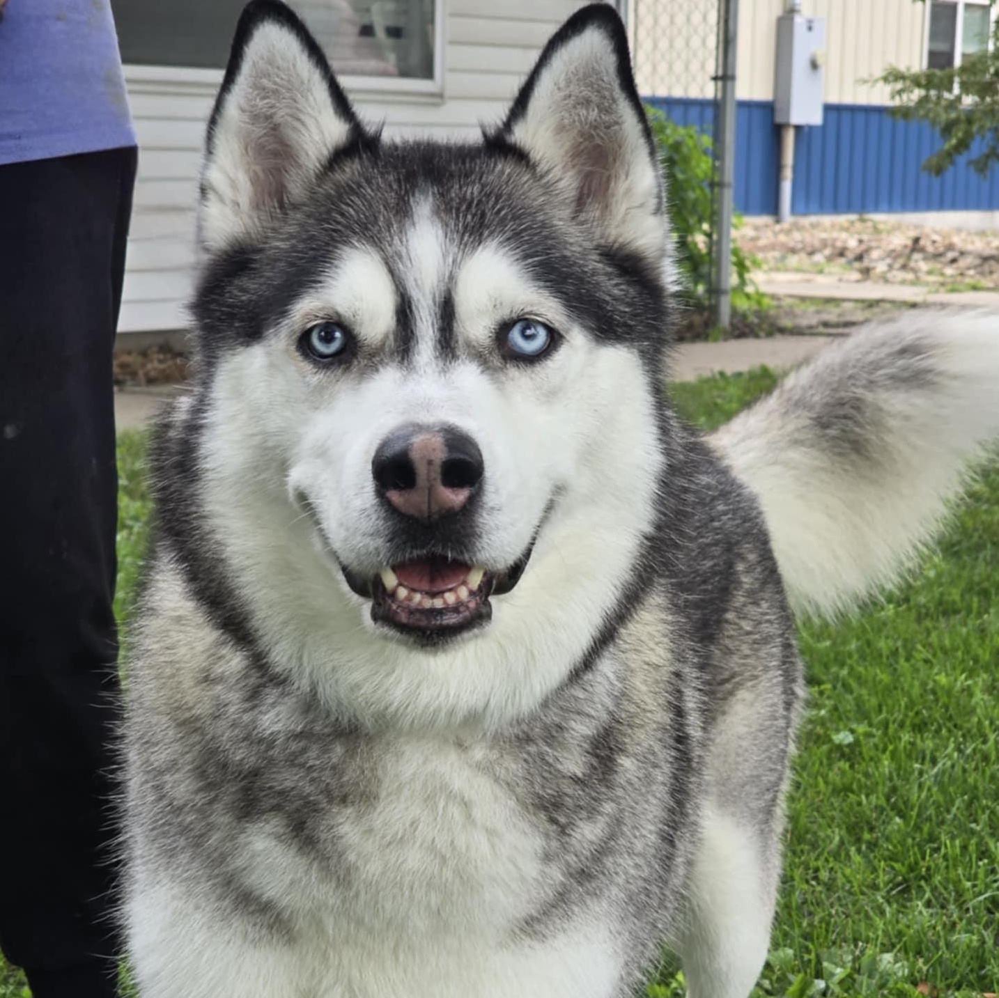 Lobo