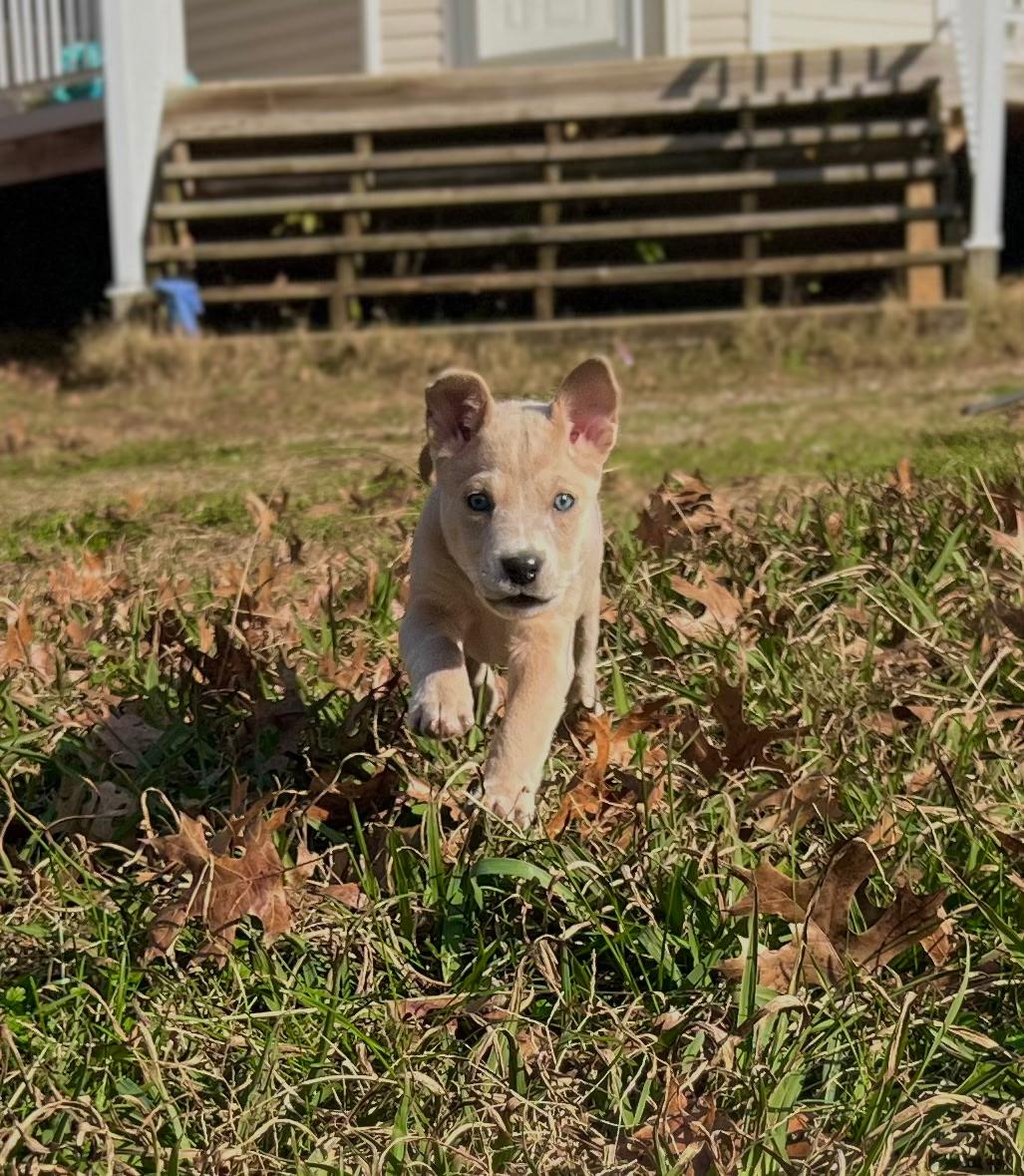 Mr. Bundles, Adoptable, Puppy Male Mixed Breed.