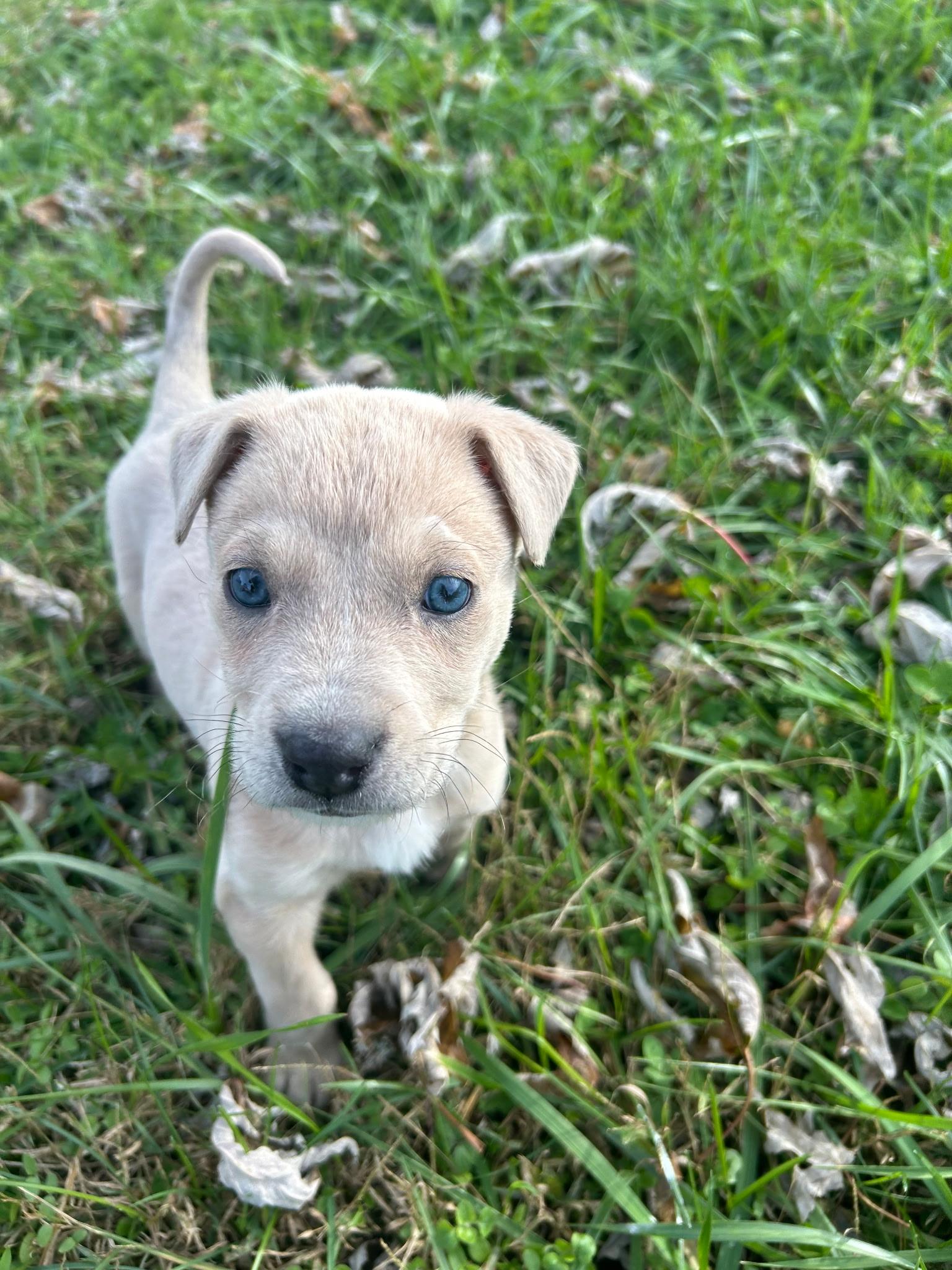 Enlarge Mr. Bundles, a Adoptable mixed breed in Spring hill, TN image 1/1