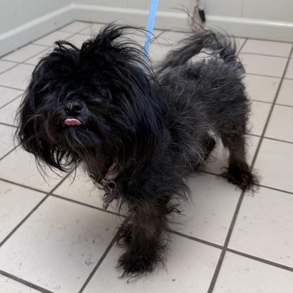 Enlarge TUSC-Stray-85972, a Adoptable mixed breed in Tuscaloosa, AL image 1/4