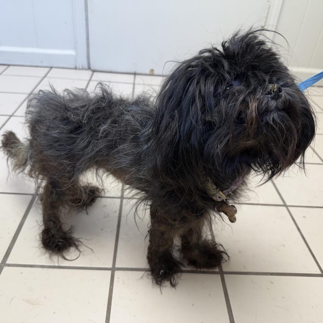 Enlarge TUSC-Stray-85972, a Adoptable mixed breed in Tuscaloosa, AL image 2/4