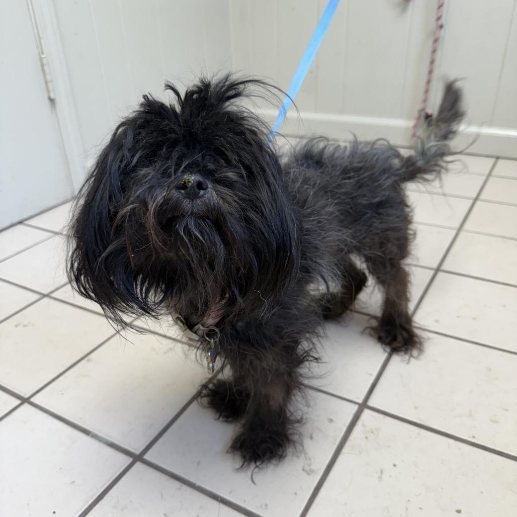 Enlarge TUSC-Stray-85972, a Adoptable mixed breed in Tuscaloosa, AL image 3/4