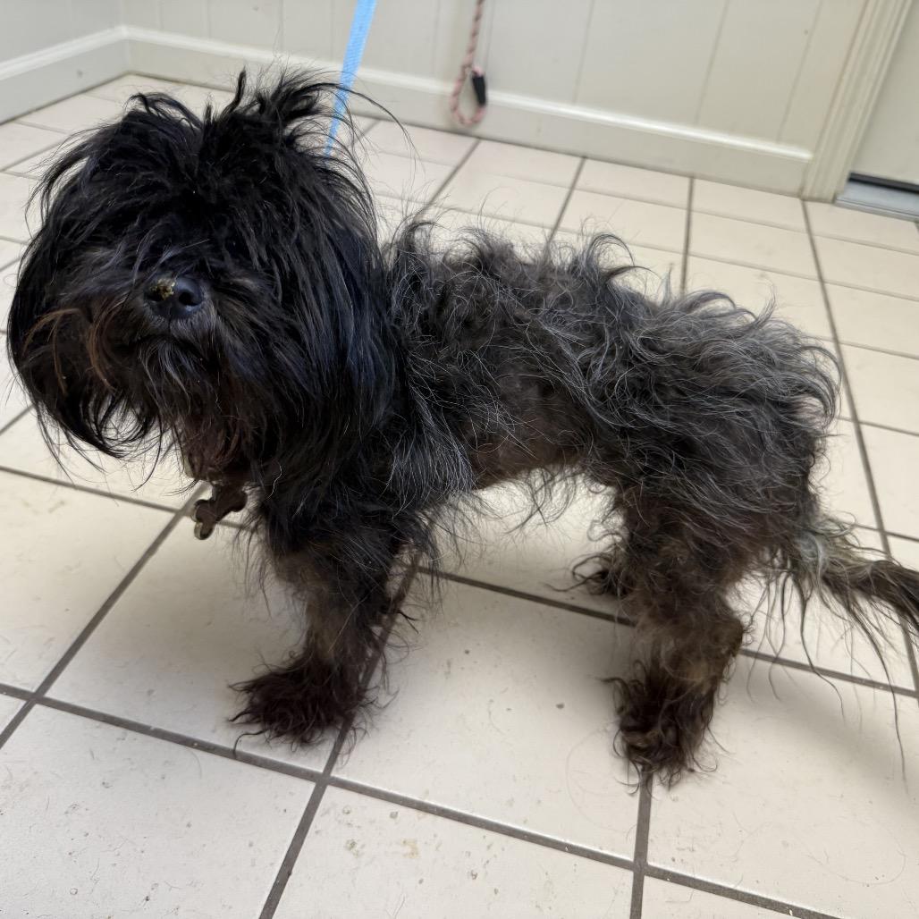 Enlarge TUSC-Stray-85972, a Adoptable mixed breed in Tuscaloosa, AL image 4/4