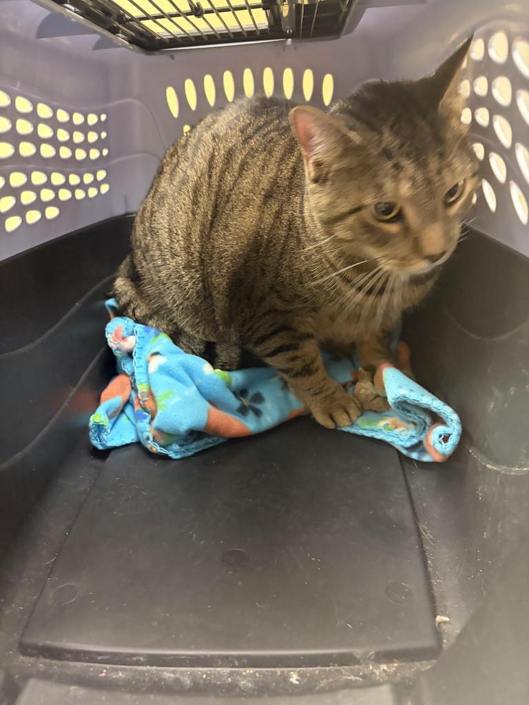 Elton, Adoptable, Adult Male Domestic Short Hair.