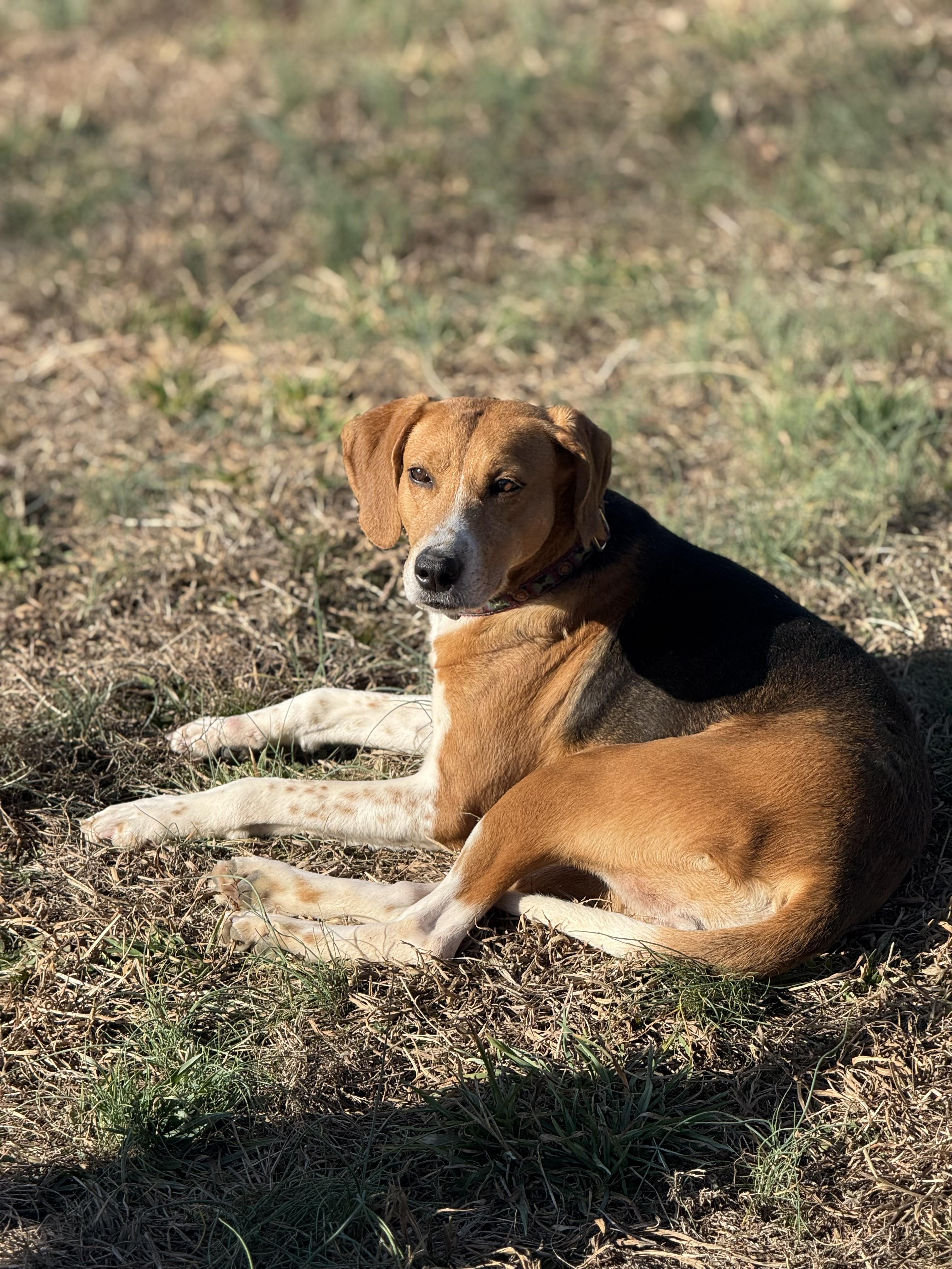 Enlarge Baylee, an adoptable Hound in Charles City, VA image 1/2