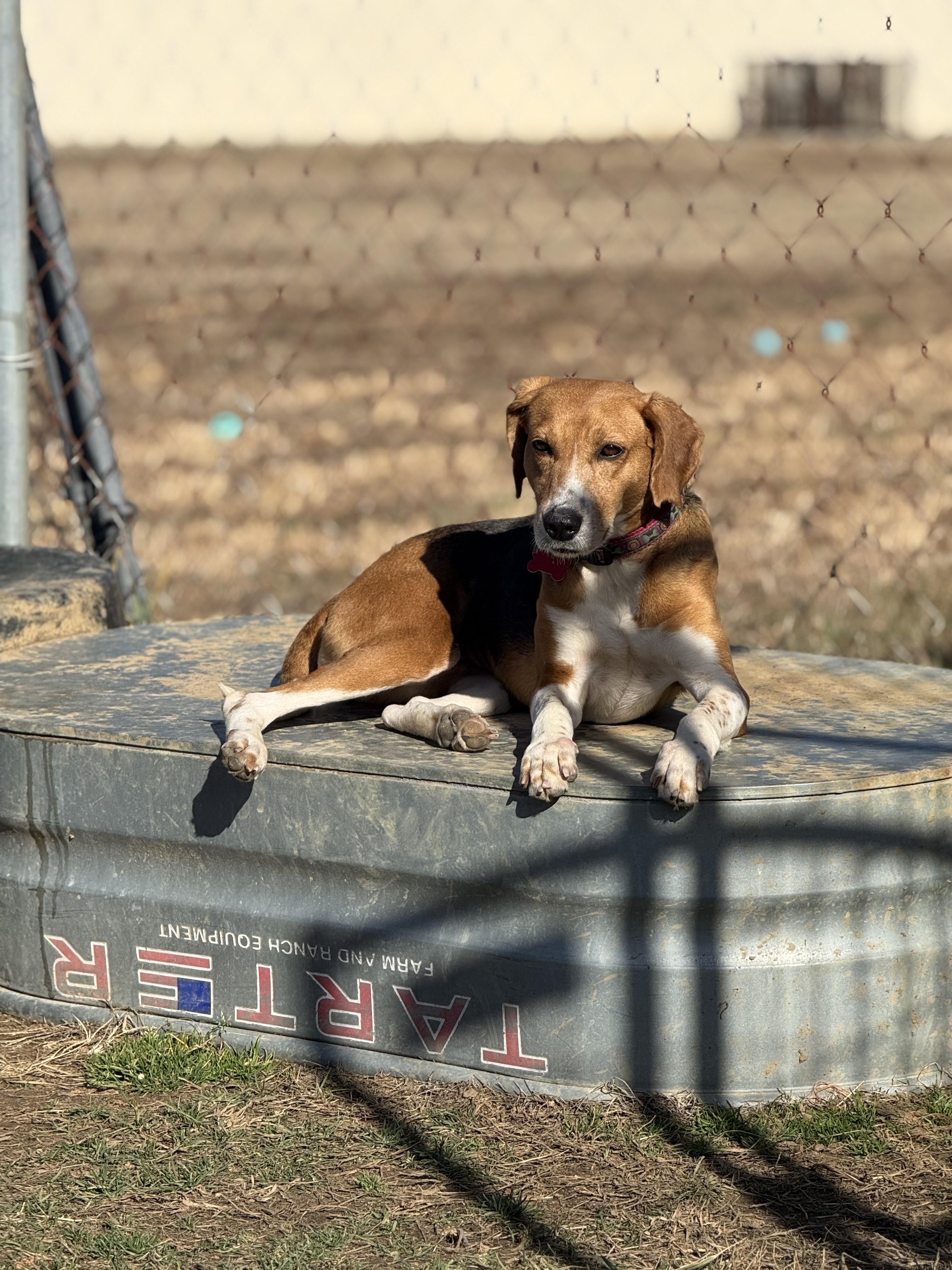 Enlarge Baylee, an adoptable Hound in Charles City, VA image 2/2