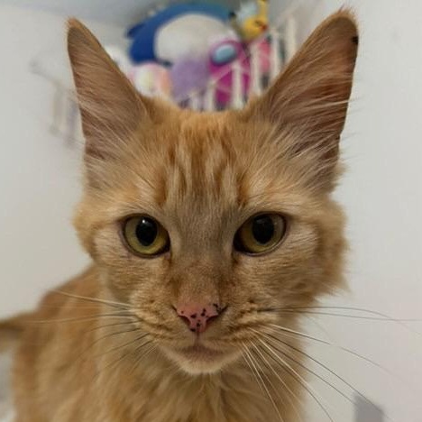 Kabob, Young Female Domestic Long Hair