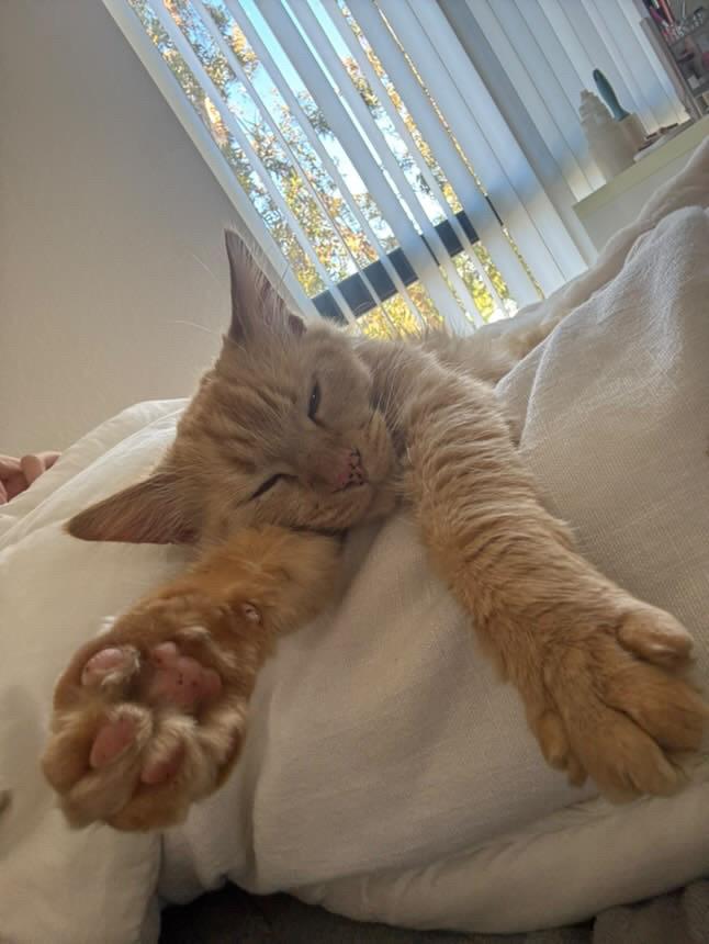 Kabob, a Adoptable Domestic Long Hair in Santa Ana, CA image 3/4