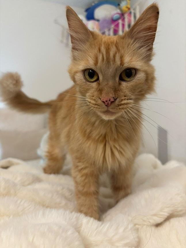 Kabob, a Adoptable Domestic Long Hair in Santa Ana, CA image 2/4