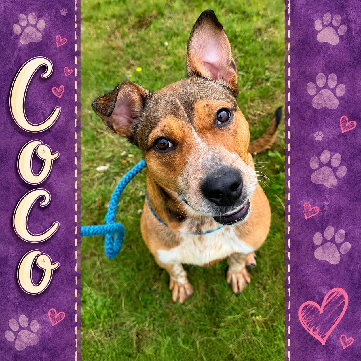 Enlarge Coco, a ADOPTABLE Mixed Breed in Shinnston, WV image 2/3