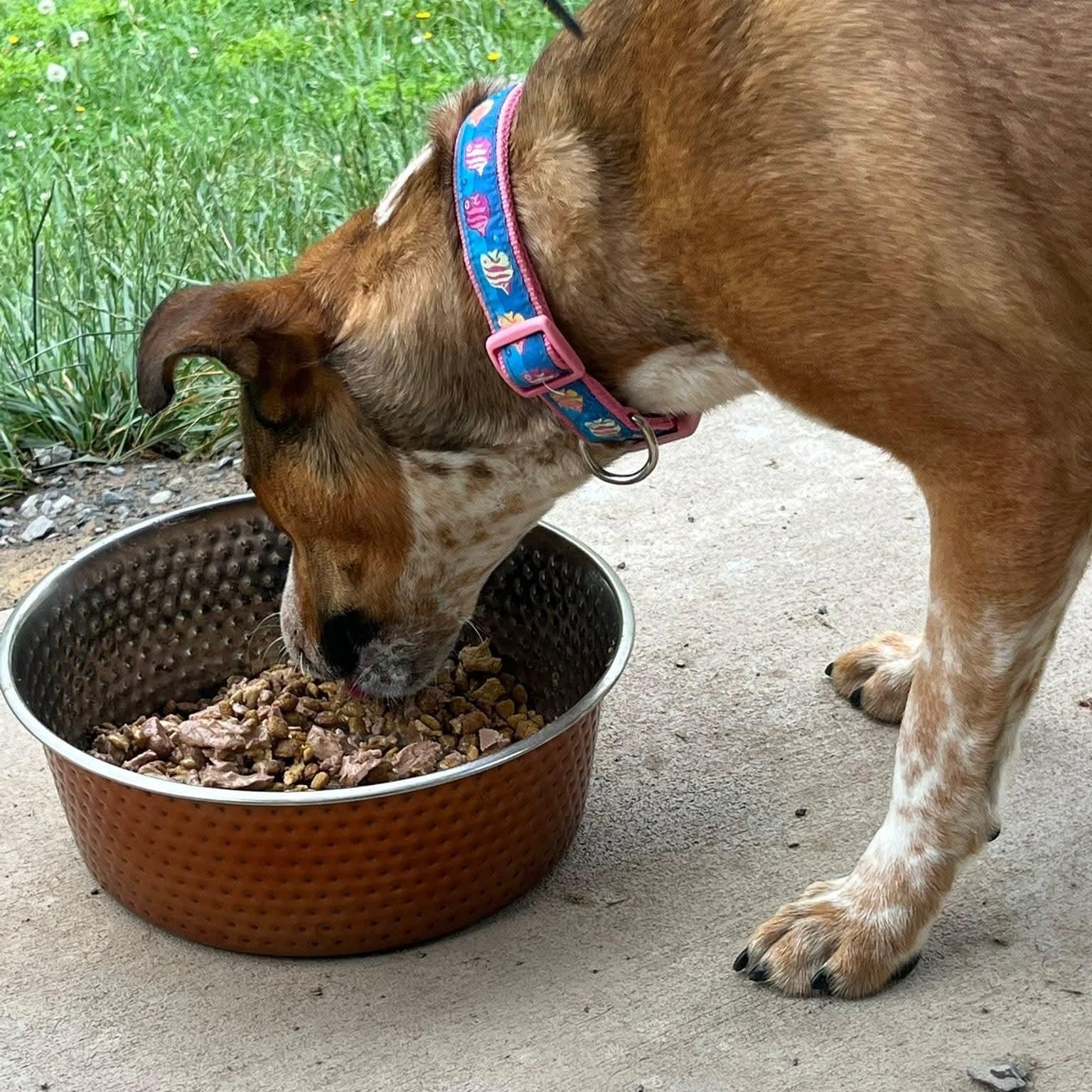 Enlarge Coco, a ADOPTABLE Mixed Breed in Shinnston, WV image 3/3
