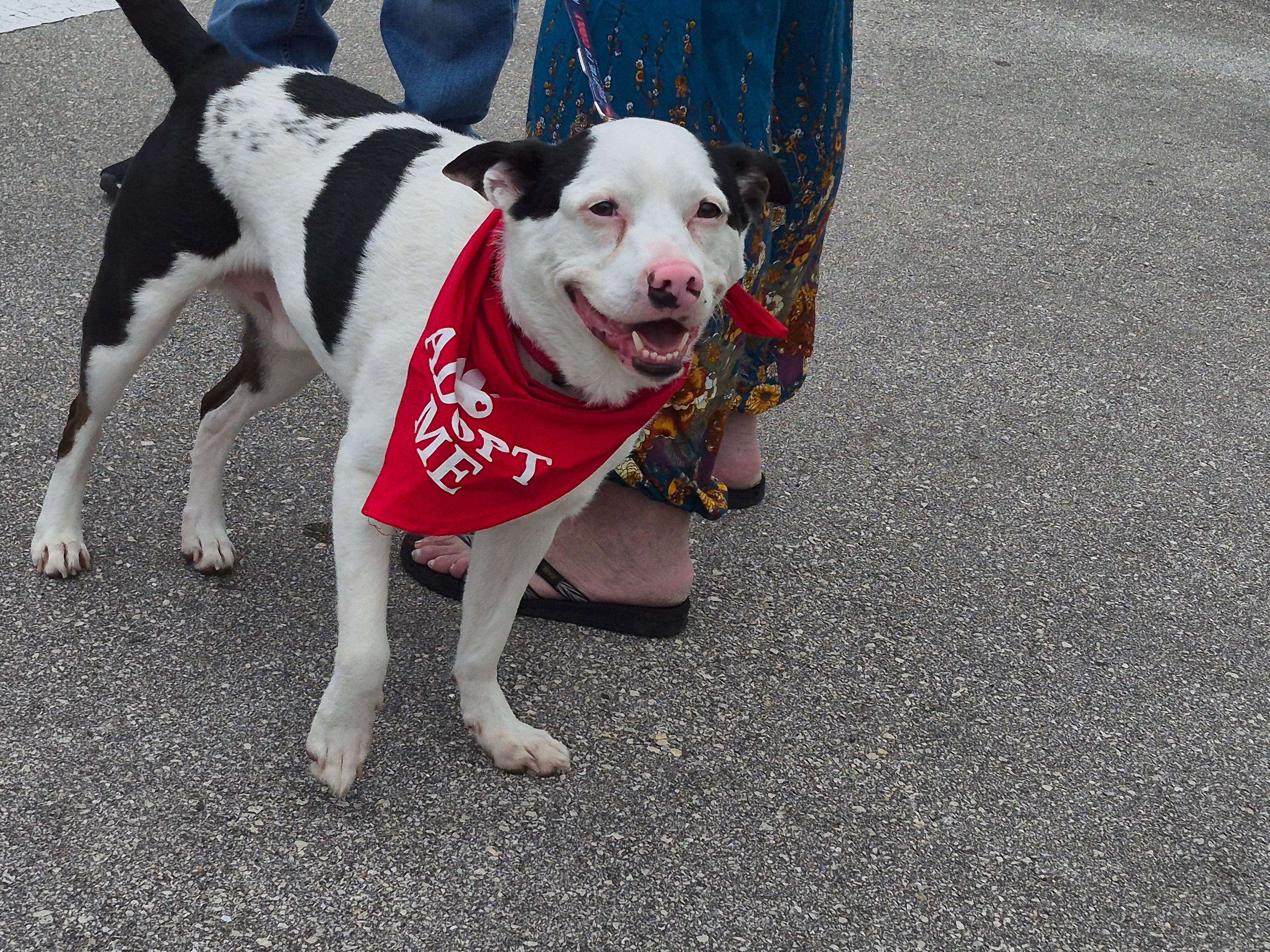Enlarge MaxyMoo, a Adoptable mixed breed in Port Saint Lucie, FL image 5/6