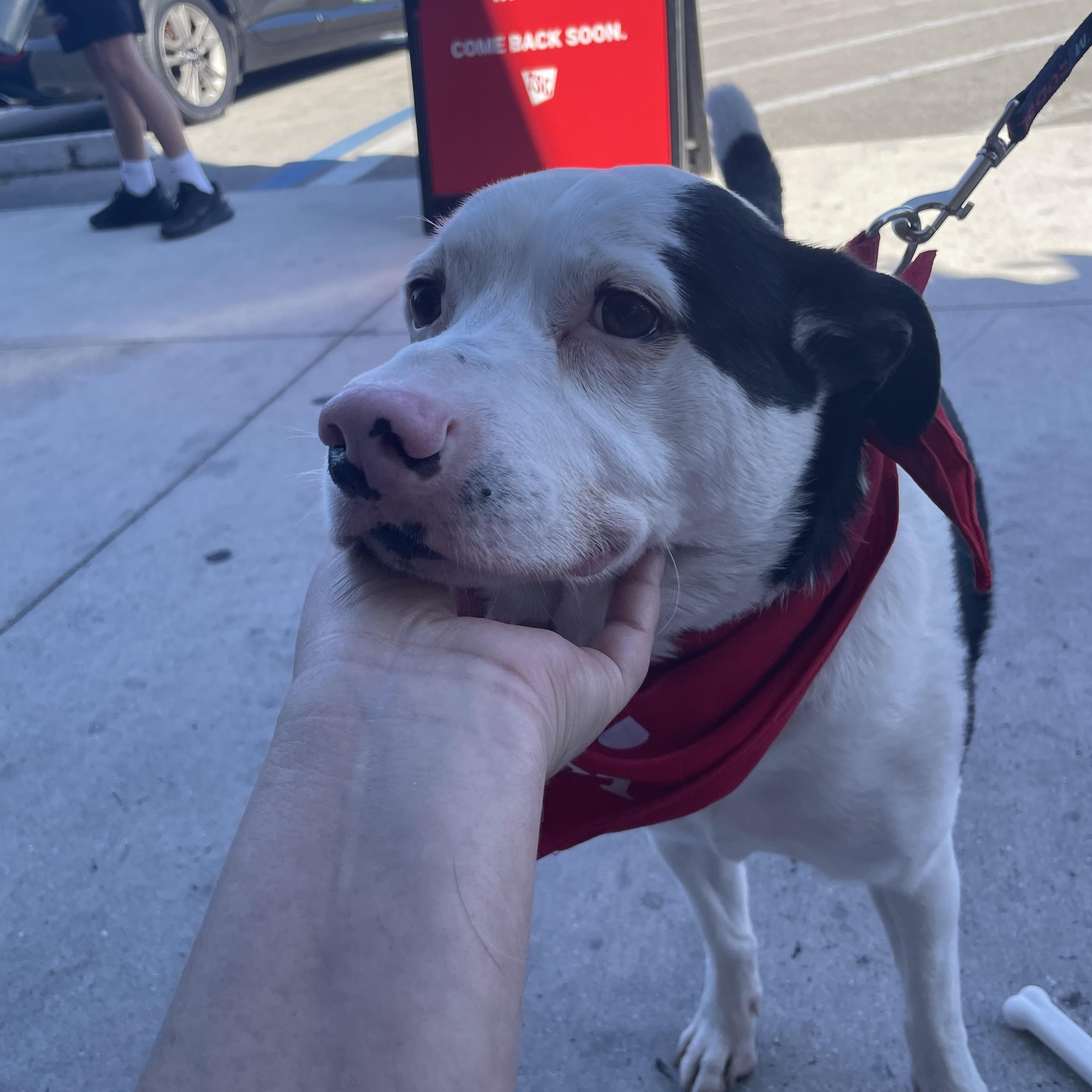 Enlarge MaxyMoo, a Adoptable mixed breed in Port Saint Lucie, FL image 3/6