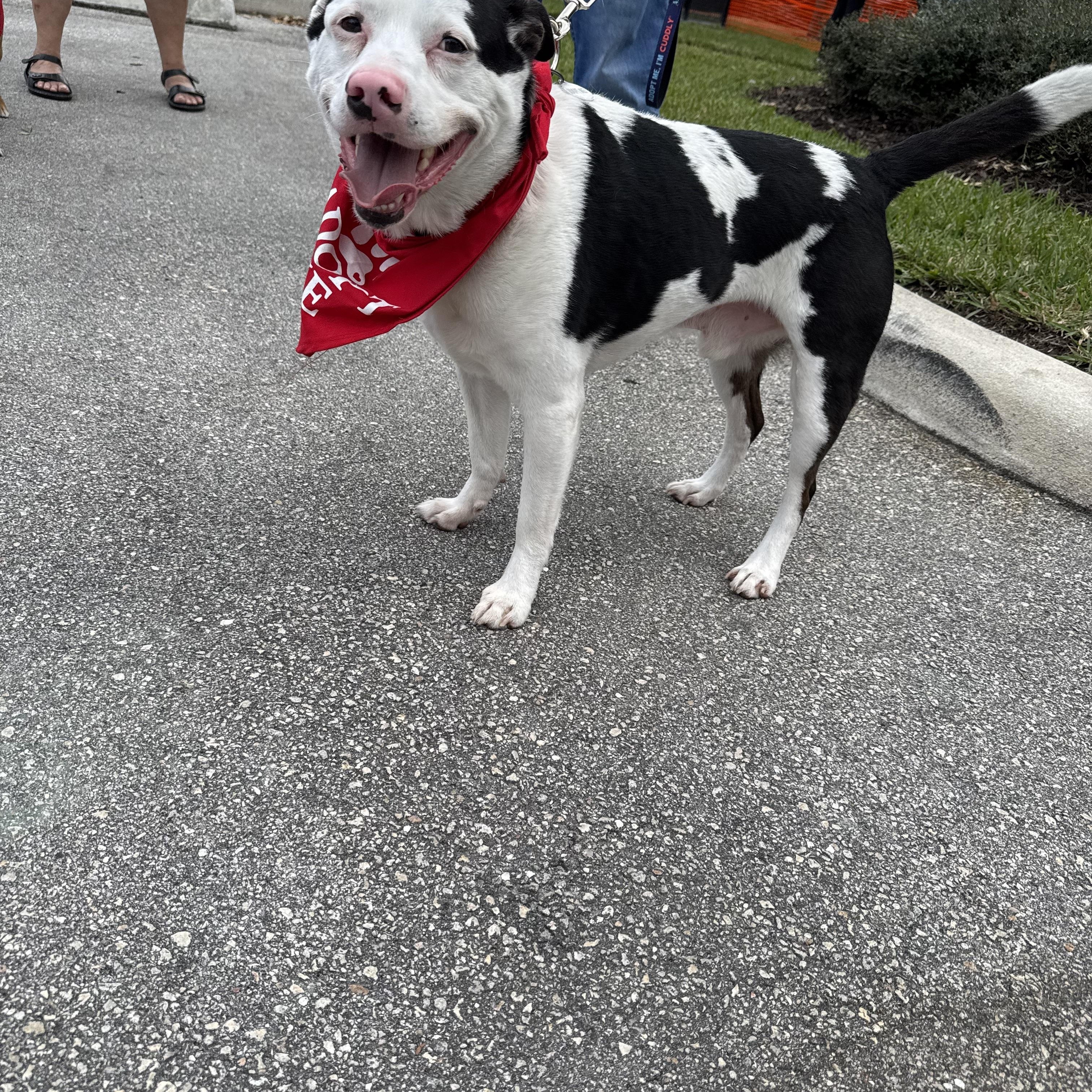 Enlarge MaxyMoo, a Adoptable mixed breed in Port Saint Lucie, FL image 6/6