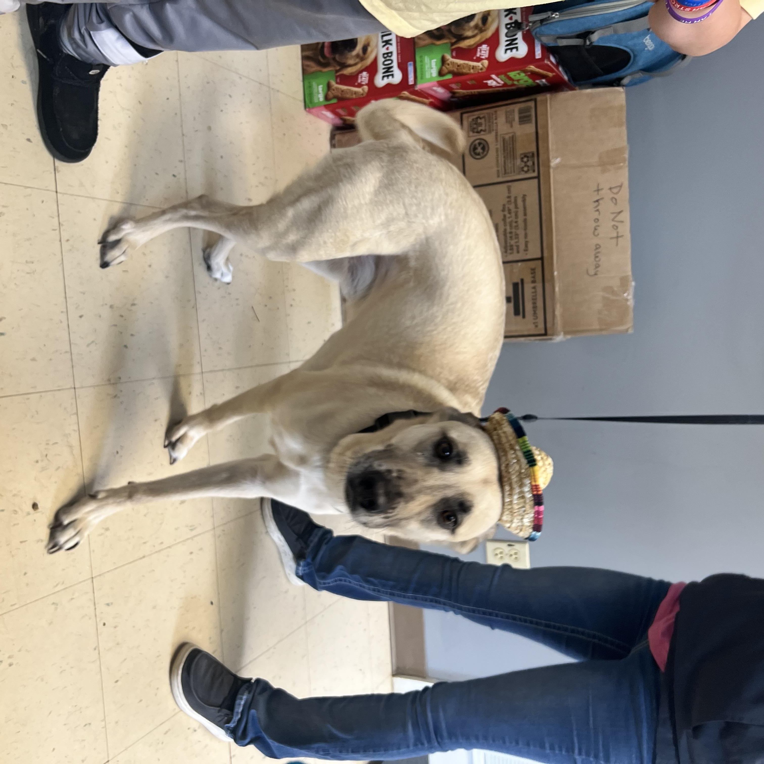 Gizmo, Adoptable, Adult Male Anatolian Shepherd & Shepherd.