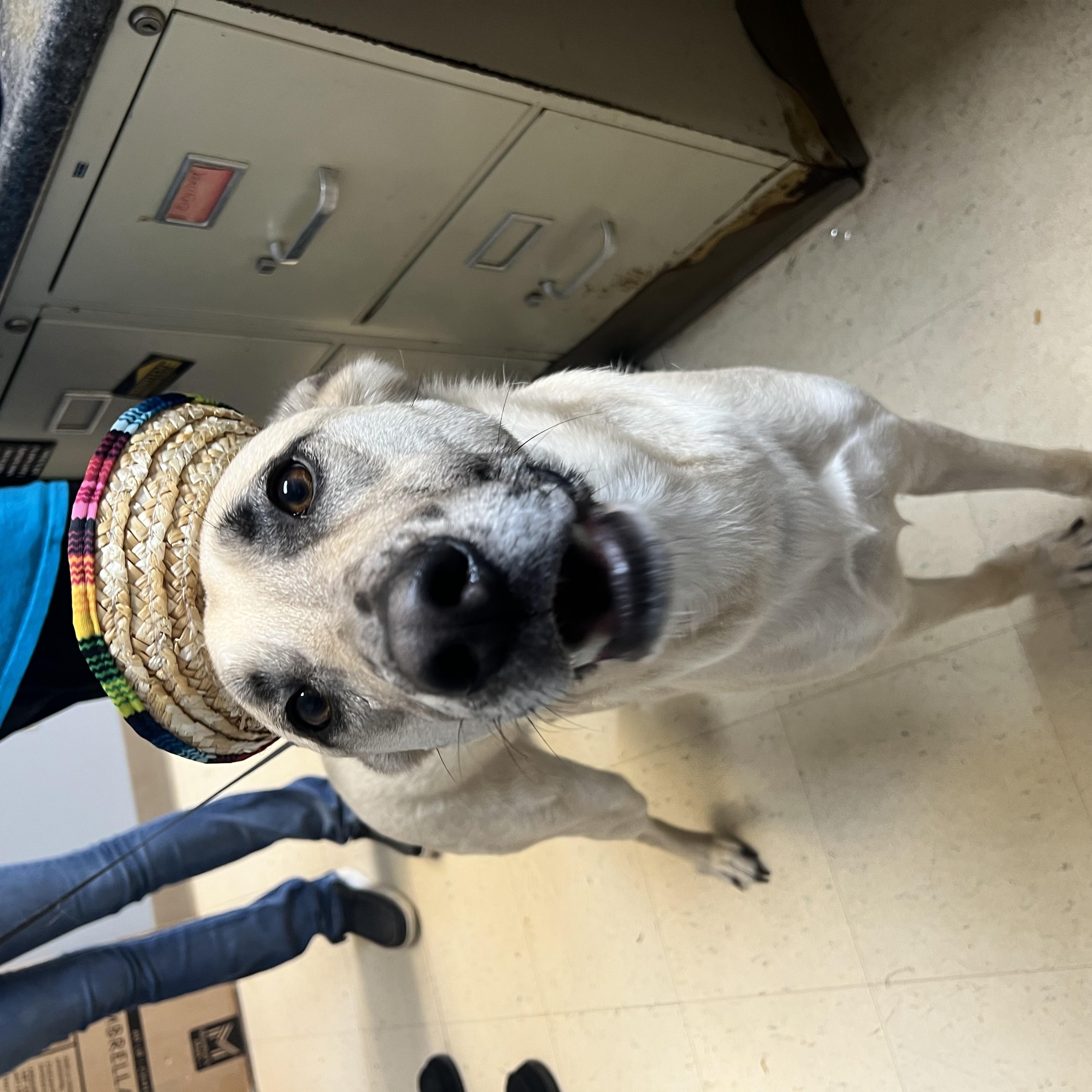 Gizmo, a Adoptable mixed breed in Dyersburg, TN image 4/5