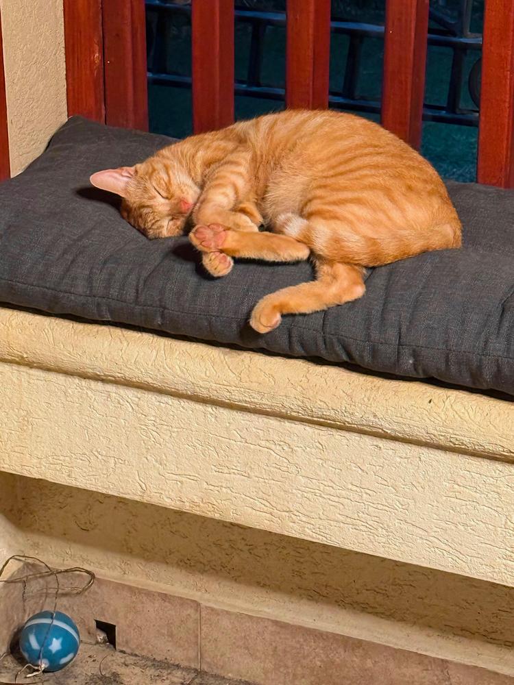 Enlarge Loufy &, a Adoptable American Shorthair in New Bedford, MA image 4/6