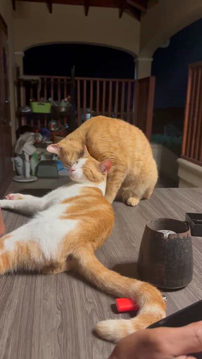 Enlarge Loufy &, a Adoptable American Shorthair in New Bedford, MA video 6/6
