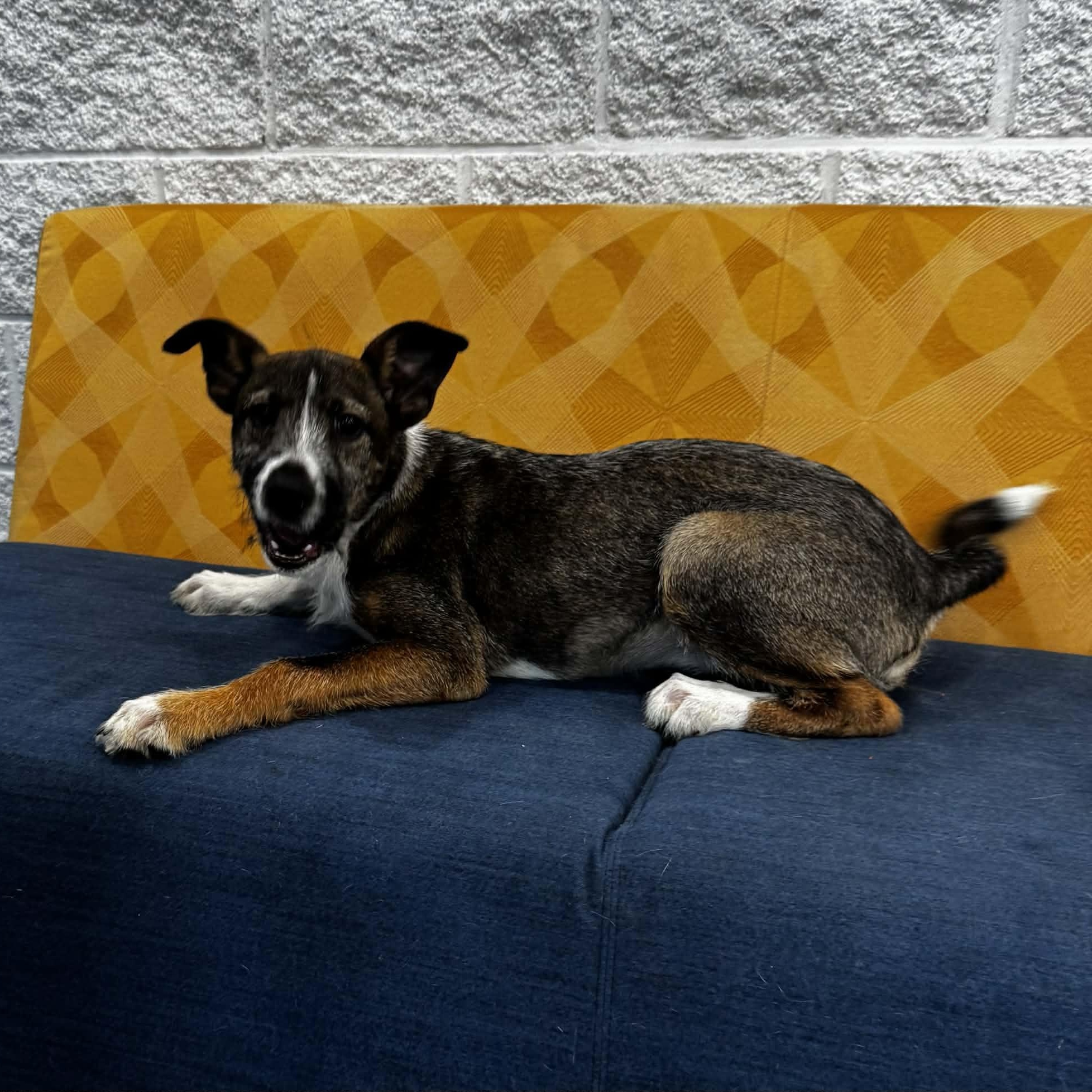 Enlarge Delaney, a ADOPTABLE mixed breed in Danbury, CT image 5/6