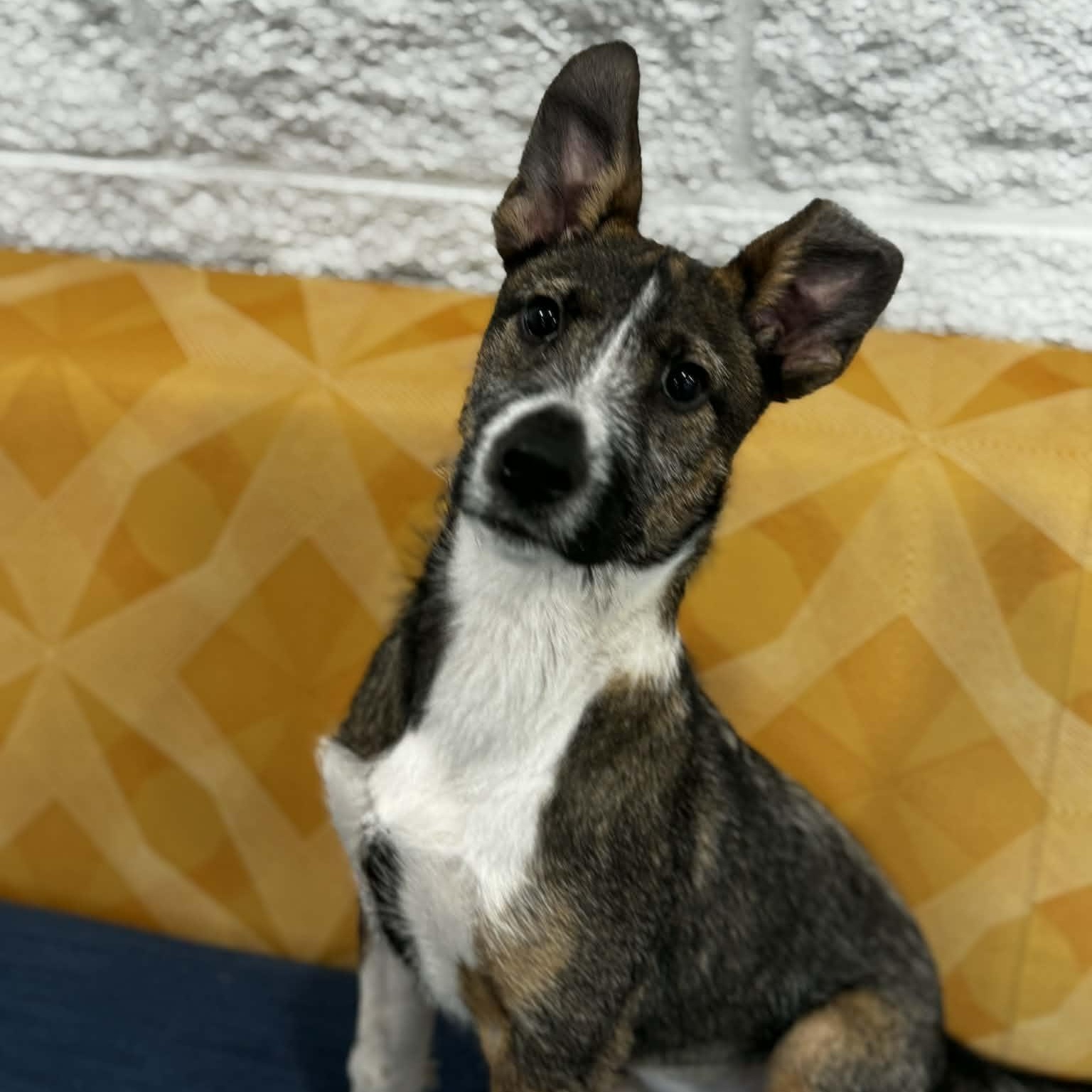 Enlarge Delaney, a ADOPTABLE mixed breed in Danbury, CT image 6/6