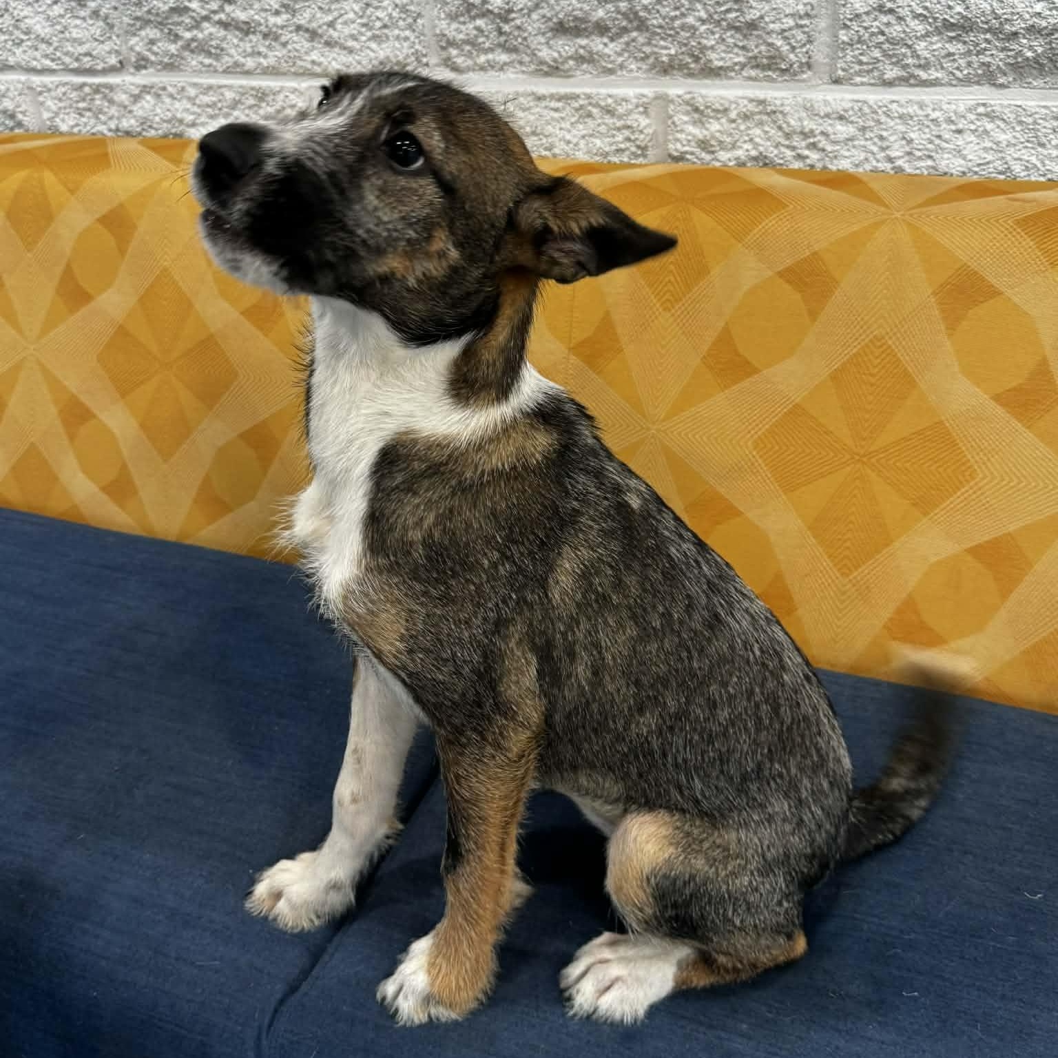 Enlarge Delaney, a ADOPTABLE mixed breed in Danbury, CT image 2/6