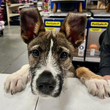 Enlarge Delaney, a ADOPTABLE mixed breed in Danbury, CT image 4/6